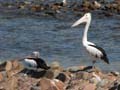 Pelicans